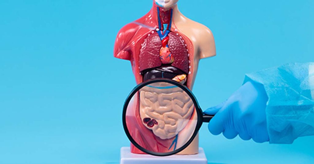 Como funciona o intestino e quando ele pede avaliação médica